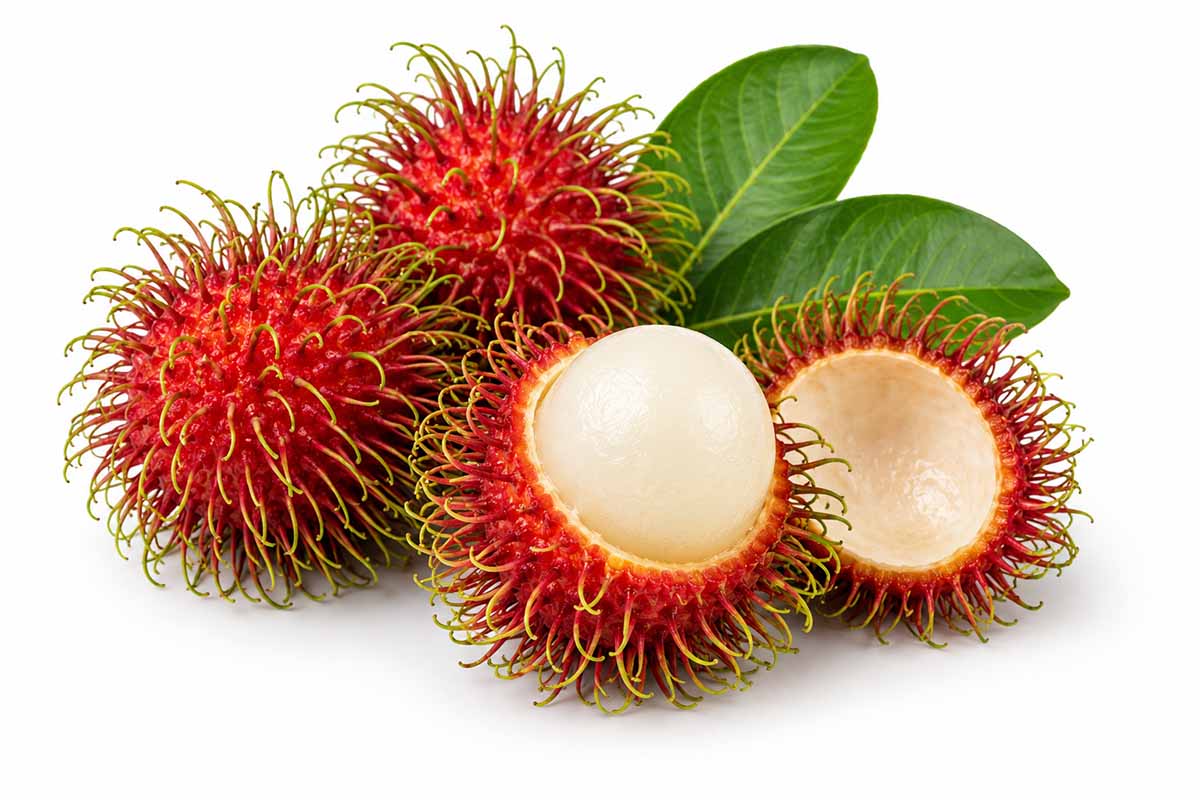 Rambutan